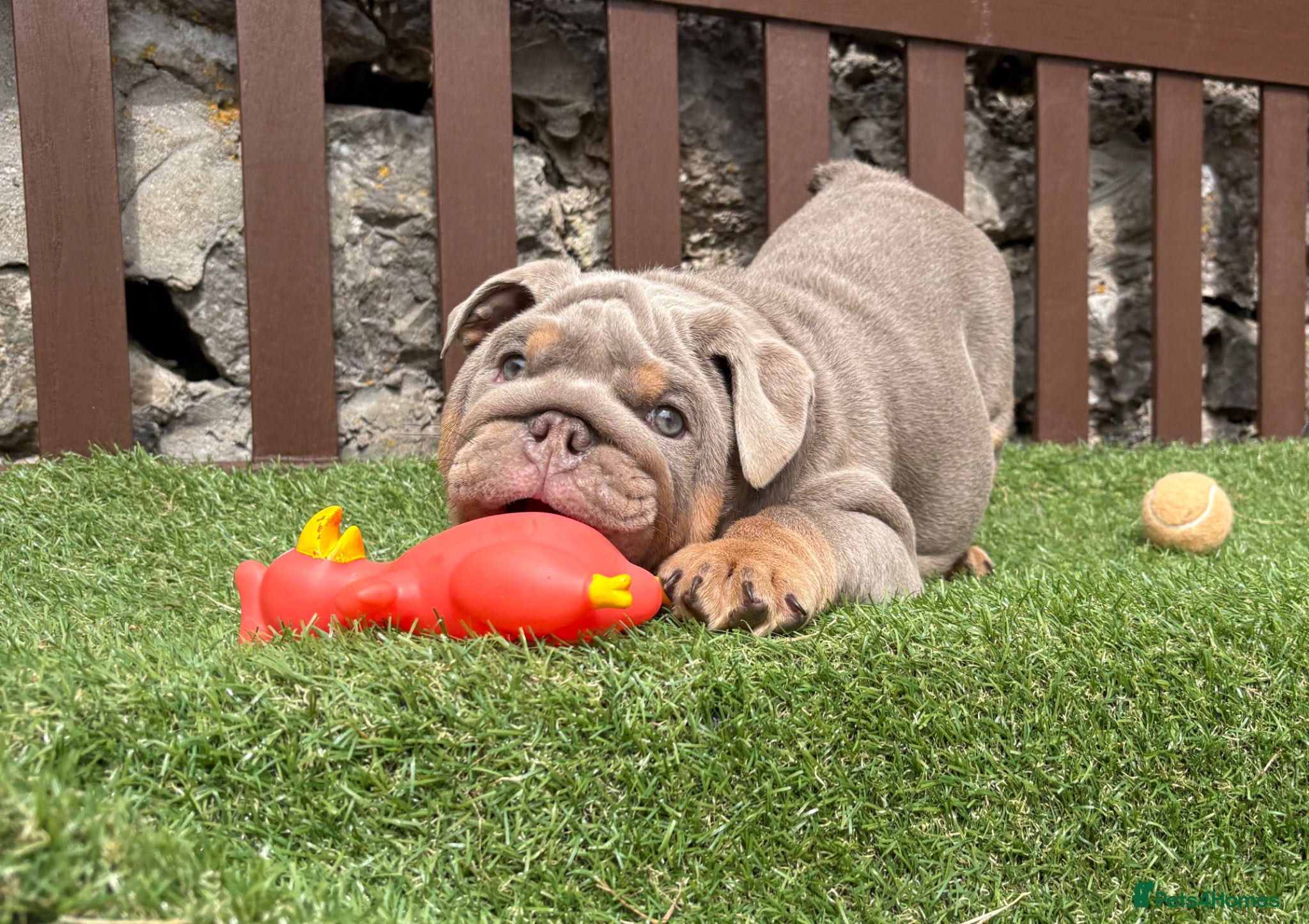 English Bulldog dogs KC Registered English bulldog puppies ready  💙❤️ - Advert 7