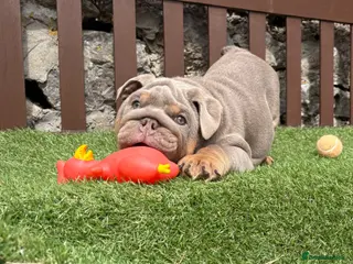 English Bulldog dogs KC Registered English bulldog puppies ready 💙❤️ - Advert 7