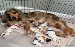 Cocker Spaniel dogs for sale: KC REG Showtype Cocker Spaniel LAST PUP ready 3/8 - Image 8