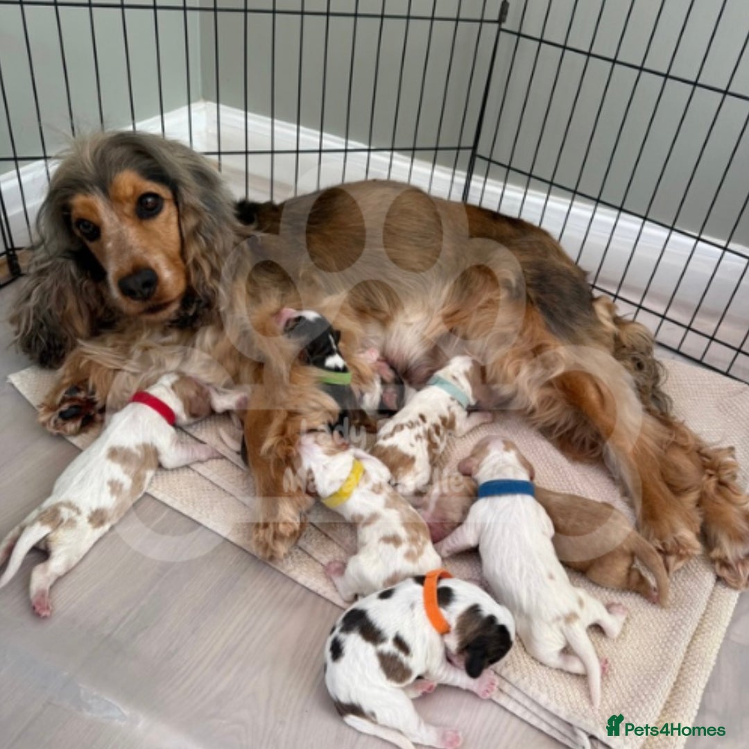 Cocker Spaniel dogs for sale: KC REG Showtype Cocker Spaniel LAST PUP ready 3/8 - Image 8