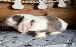 Mini Lop rabbits for sale: 2 beautiful pure mini lop babies - Image 10