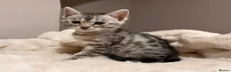 Bengal cats for sale: Tempest Bengal TICA registered kittens  - Advert 4