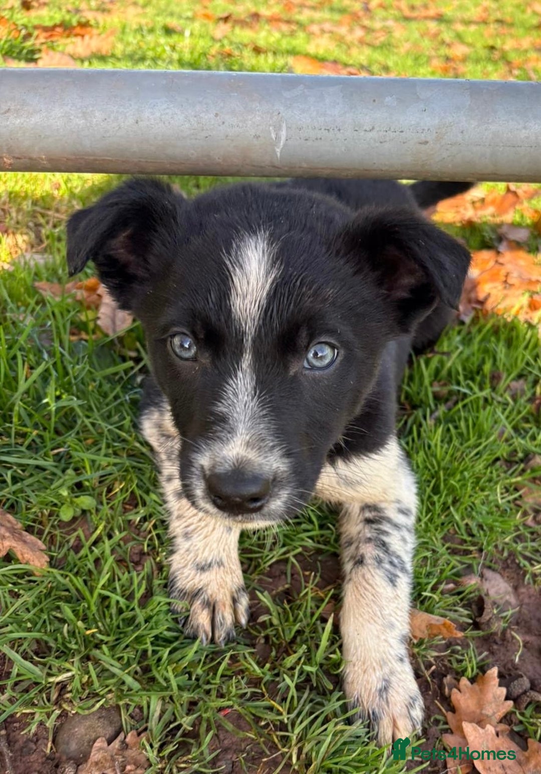Border Collie dogs for sale: Beautiful Border Collie Pups - Image 7