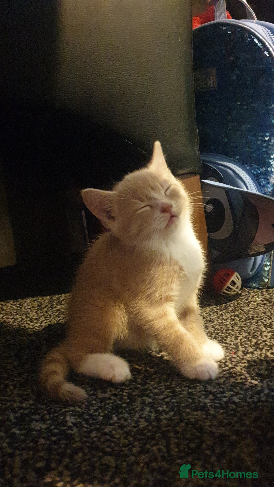 Domestic Shorthair cats for sale: 2 gorgeous ginger boys - Advert 10