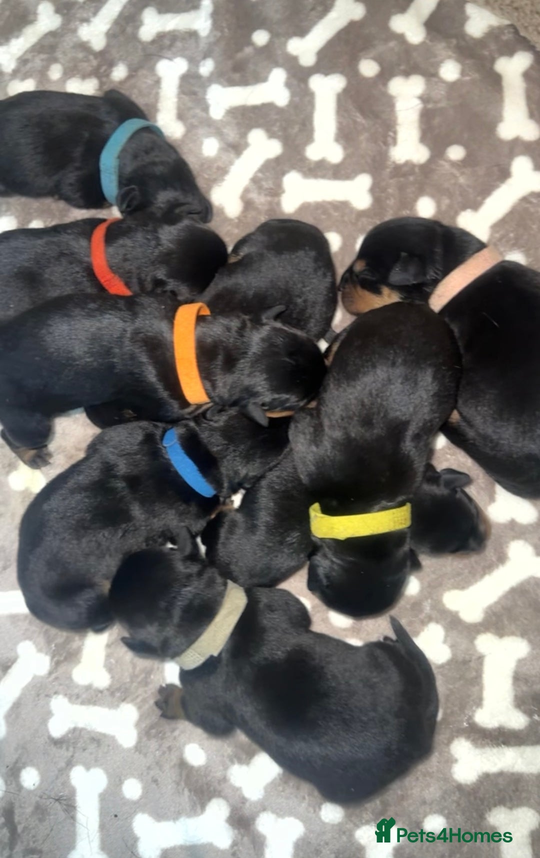 Rottweiler dogs for sale: 9 beautiful Rottweiler puppies for sale  - Advert 9