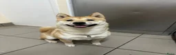 Japanese Shiba Inu dogs for sale: Japanese Shiba Inu Puppies  in Chester - Advert 2