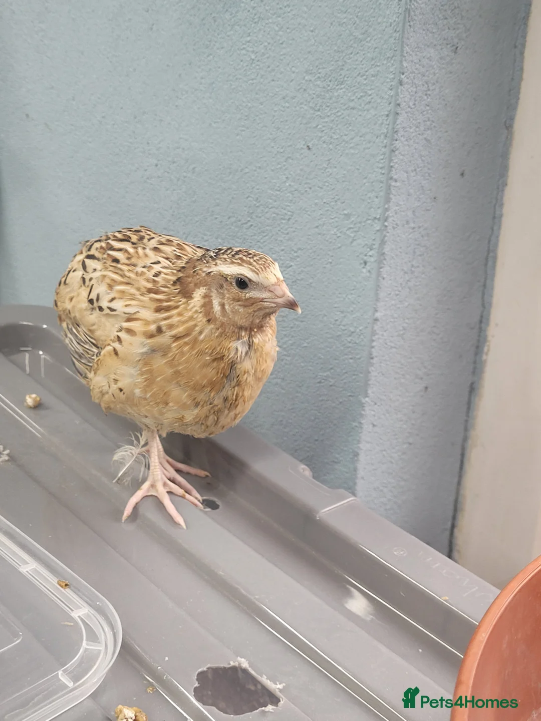 Quail poultry for sale: Quail chicks - Advert 6