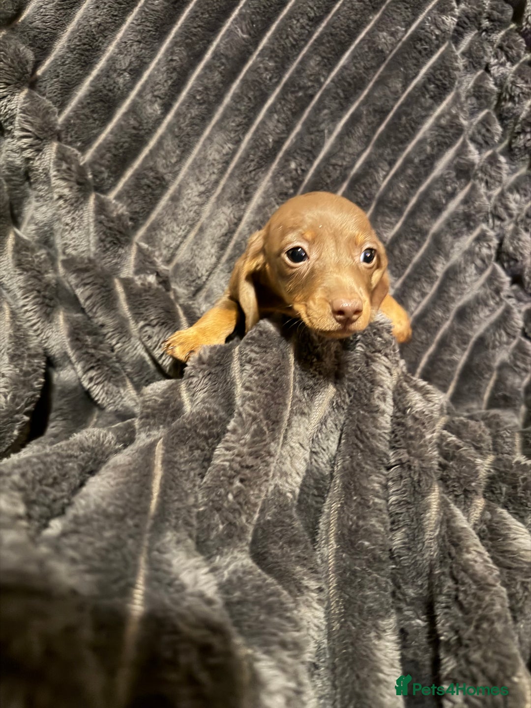 Miniature Dachshund dogs for sale: Stunning Miniature Dachshund kc reg READY NOW 🎄🎄 - Advert 32