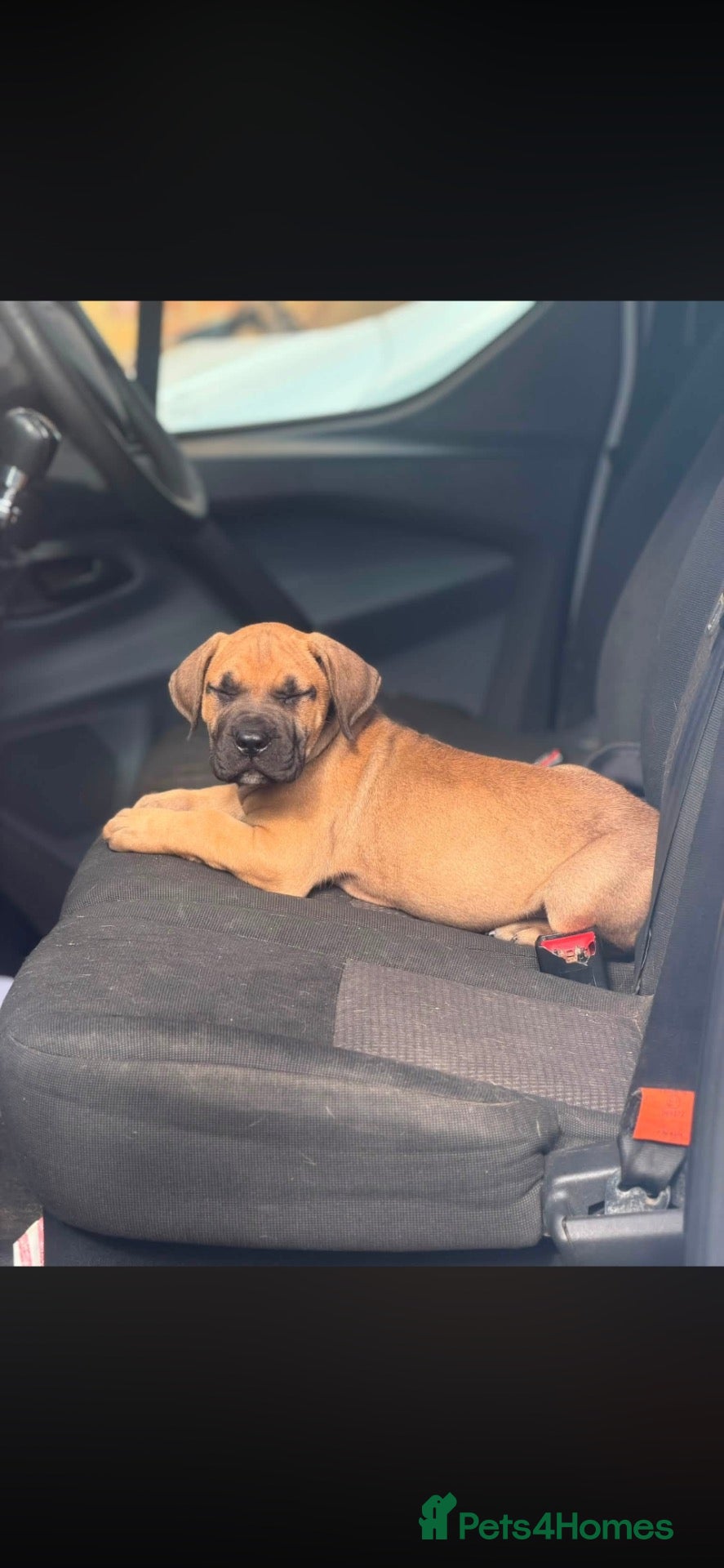 Mixed Breed dogs Cane Corso x Pressa Canario  - Advert 2