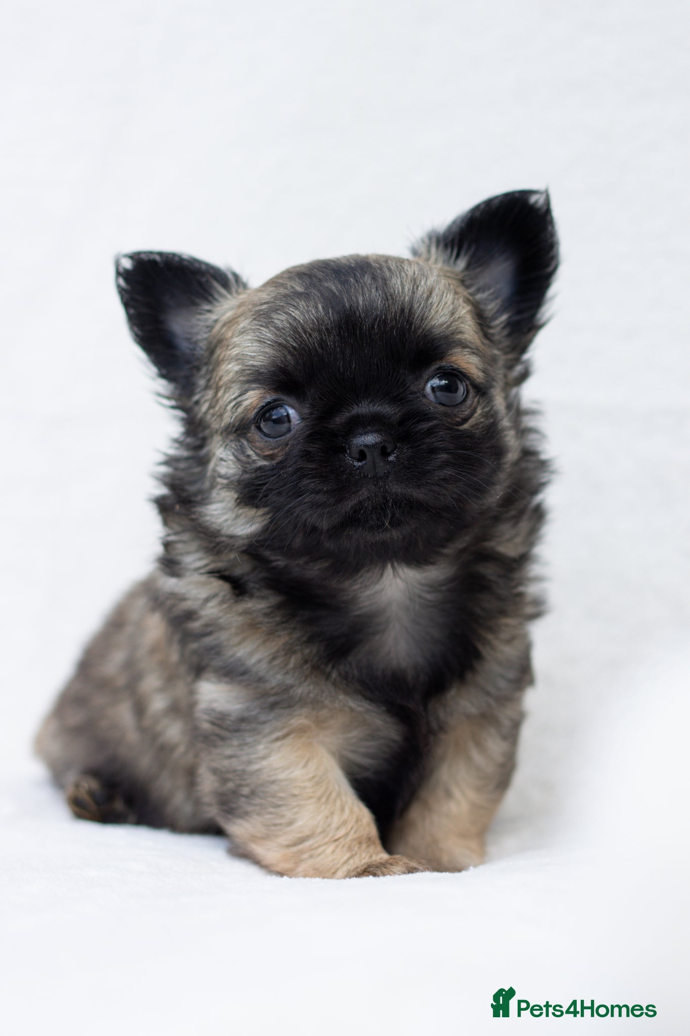 Chihuahua dogs Long Haired Chihuahua Boys Gorgeous  - Advert 1