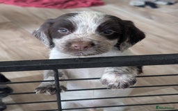 Cocker Spaniel dogs for sale: 2 x BOYS - KC Reg Working Cocker Spaniels - Image 13