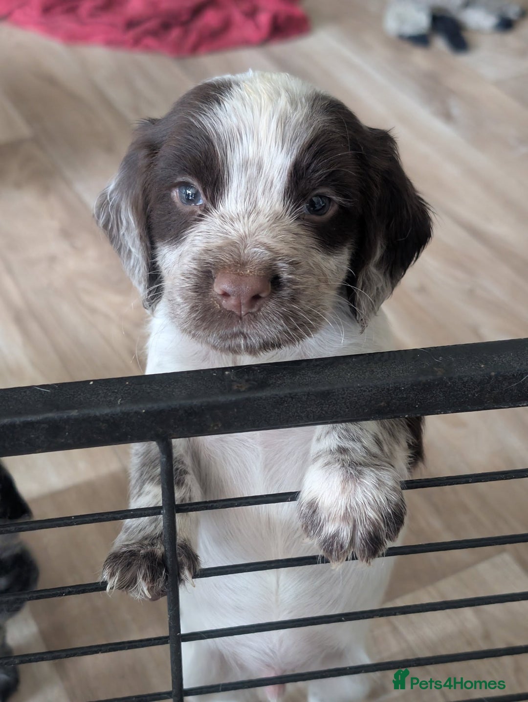 Cocker Spaniel dogs for sale: 2 x BOYS - KC Reg Working Cocker Spaniels - Image 13