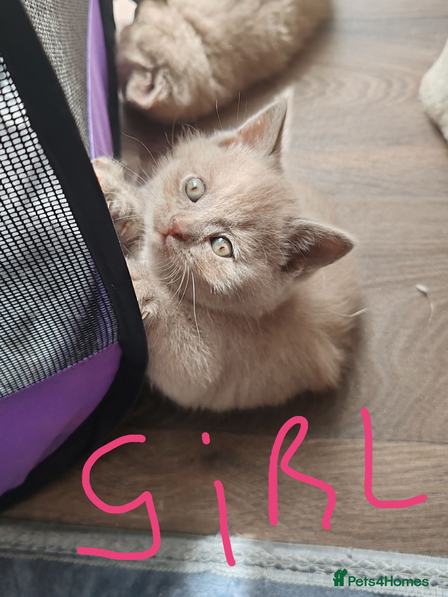British Shorthair cats British shorthair kittens  - Advert 15