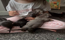 Dachshund dogs for sale: Miniature dachshunds ready now 💗 - Image 8