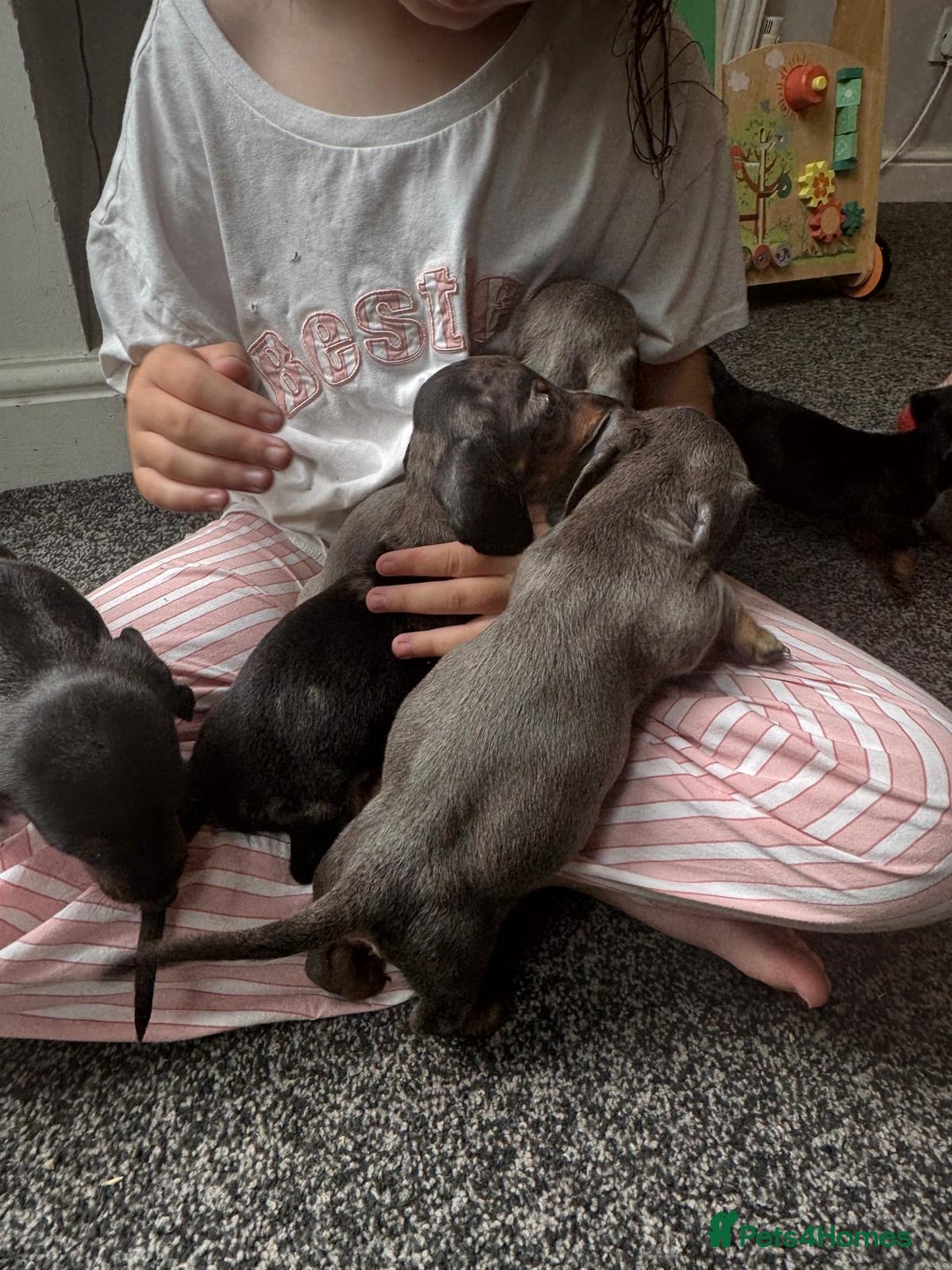 Dachshund dogs for sale: Miniature dachshunds ready now 💗 - Image 8