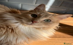 Ragdoll cats for sale: Leo - rehoming - Image 2
