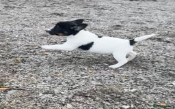 Jack Russell dogs for sale: Jack Russell Puppies - Image 3