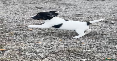 Jack Russell dogs - Advert 12