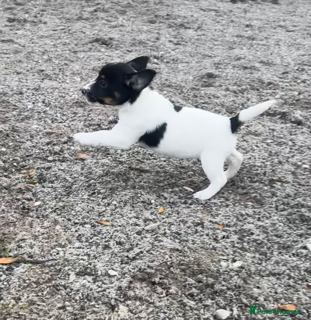 Jack Russell dogs for sale: Jack Russell Puppies - Image 3
