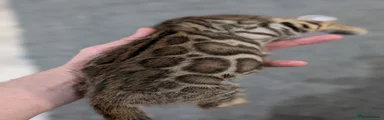 Bengal Kitten 5