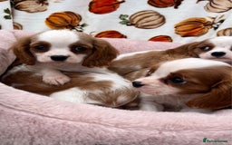 Cavalier King Charles Spaniel dogs for sale: Cavalier king Charles puppy's  - Image 5