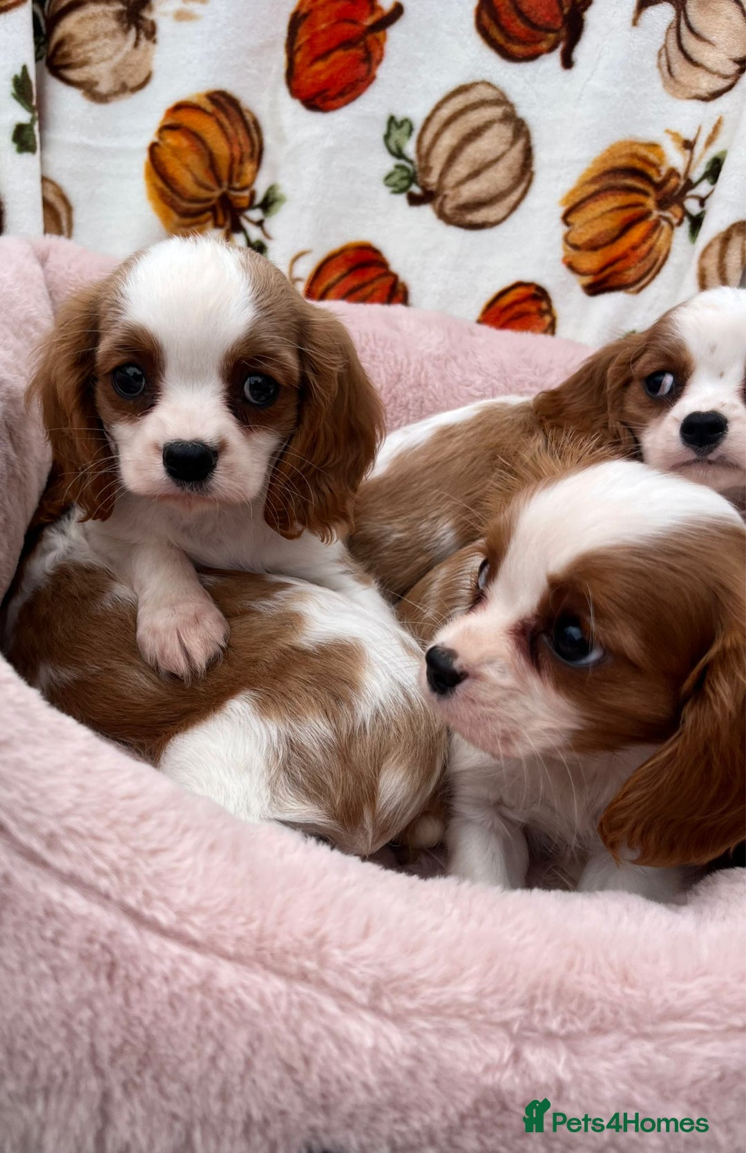 Cavalier King Charles Spaniel dogs for sale: Cavalier king Charles puppy's  - Image 5