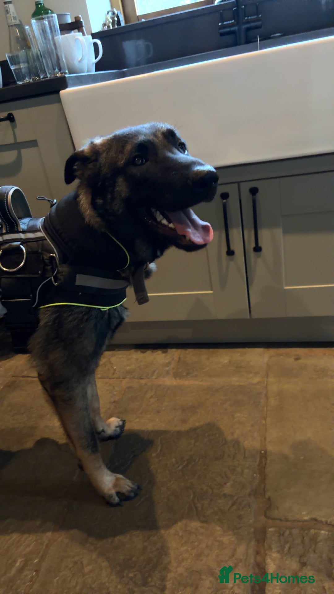 Mixed Breed dogs for sale: Rocko - 9 months Belgian Shepard  - Advert 6