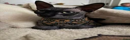 Sphynx cats for sale: 💙🩷4 gorgeous sphynx baby’s 🩷💙 - Advert 8
