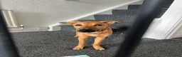 Mixed Breed dogs for sale: Honey - Advert 5