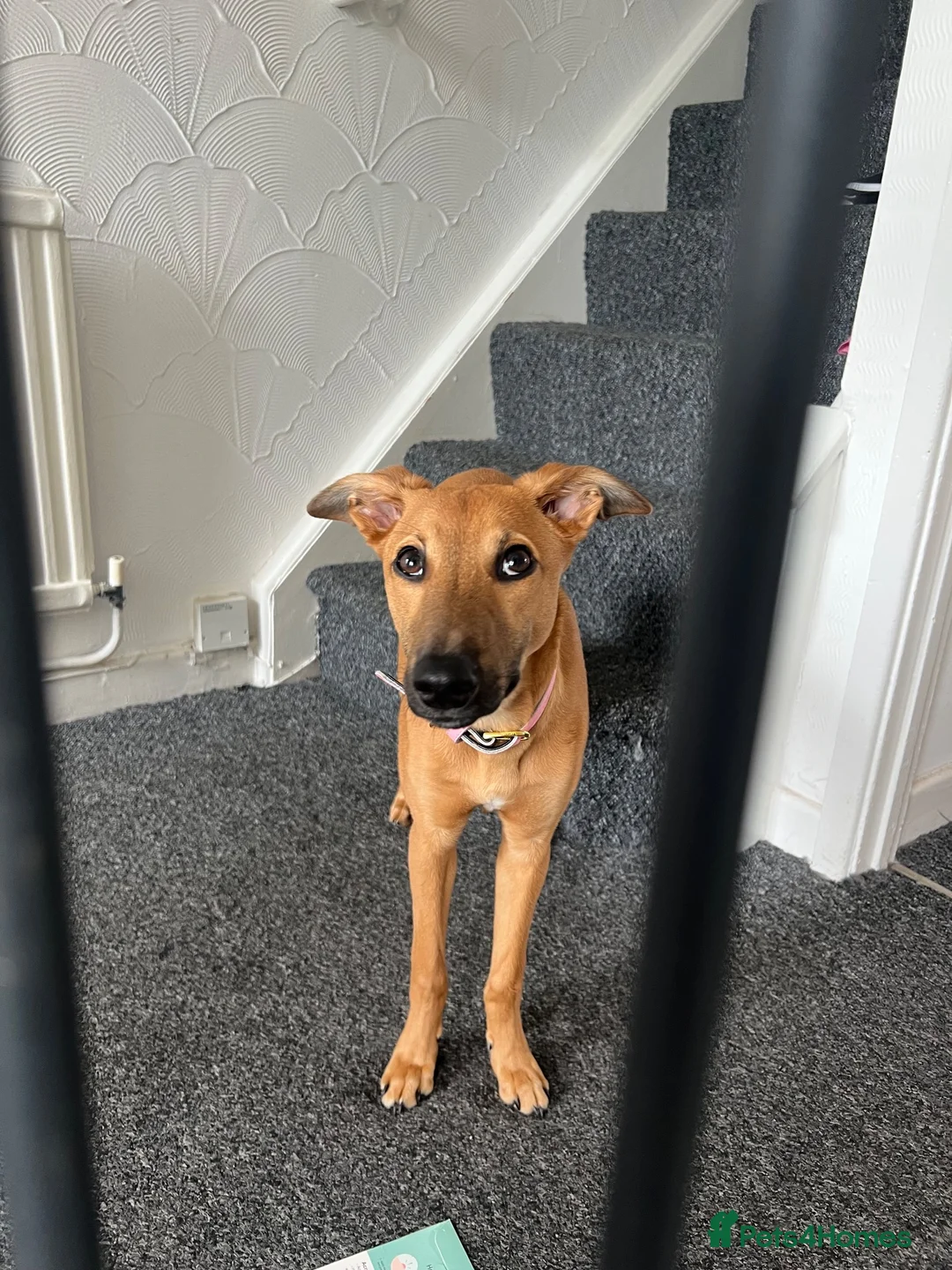 Mixed Breed dogs for sale: Honey - Advert 5