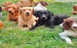 Labrador Retriever dogs for sale: Beautiful kc working Labradors - Image 13