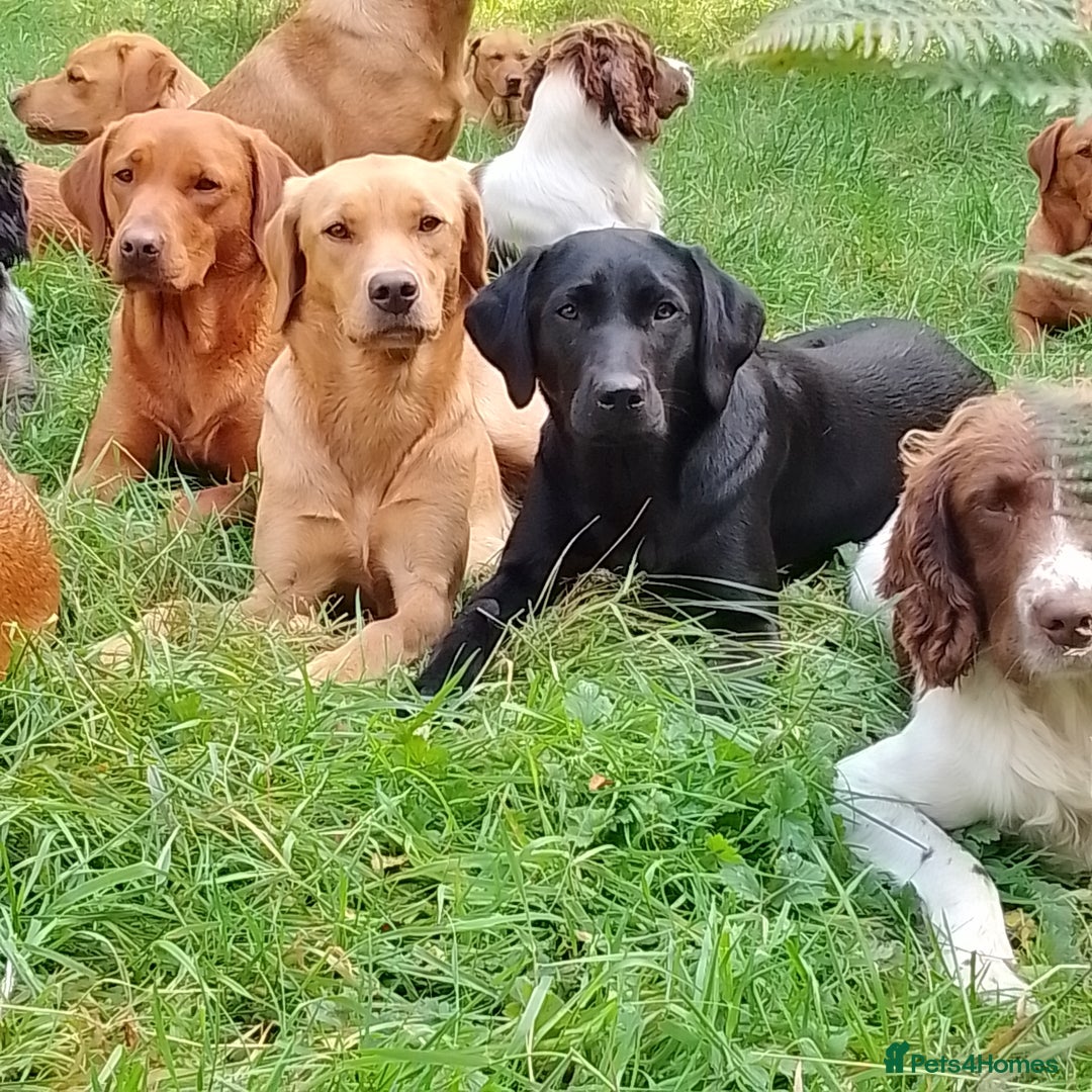Labrador Retriever dogs for sale: Beautiful kc working Labradors - Image 13