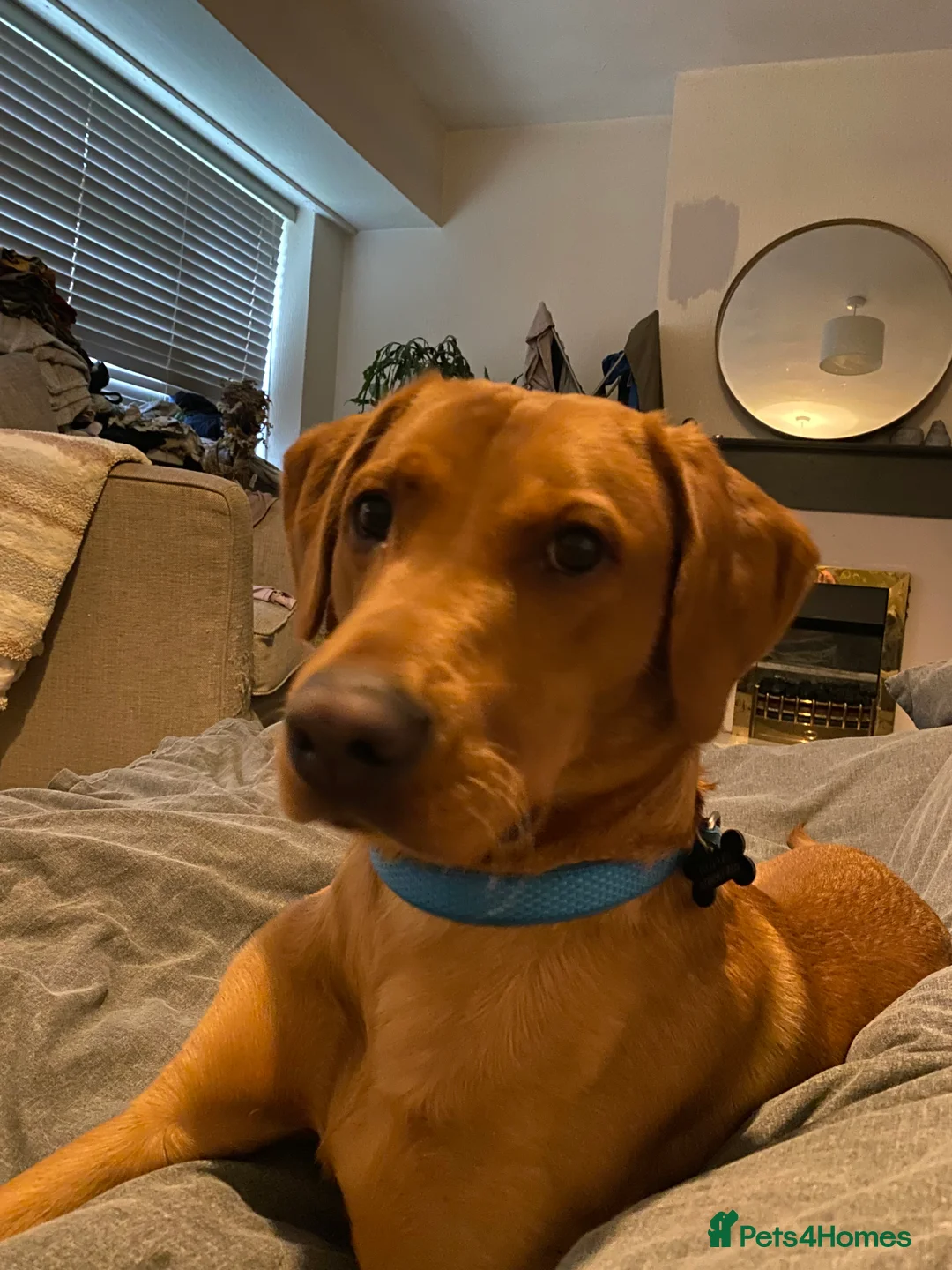 Labrador Retriever dogs for sale: Fox Red Rufus  - Advert 1