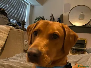 Labrador Retriever dogs Fox Red Rufus - Advert 2