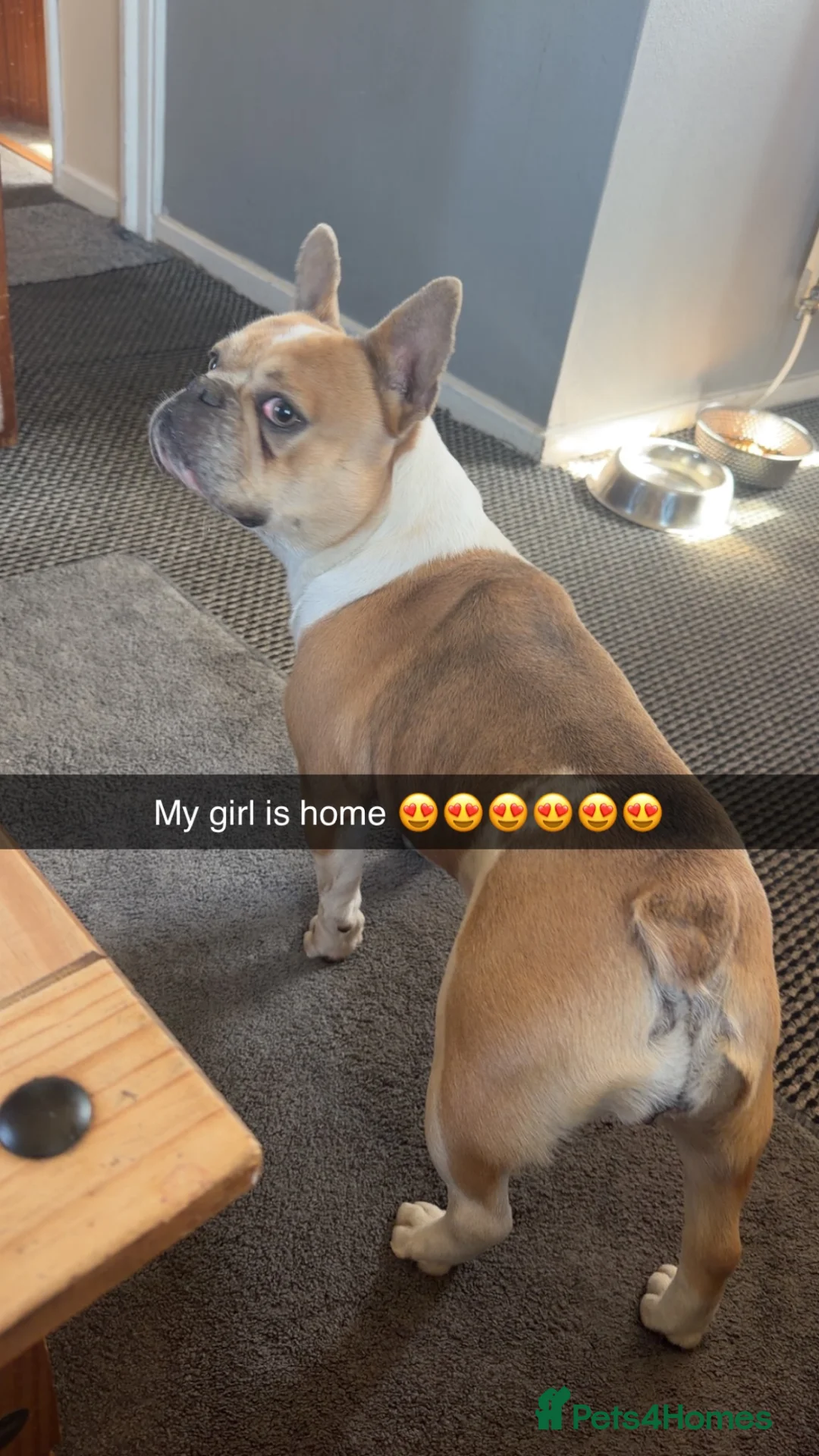 Mixed Breed dogs for sale: Mabel in Scunthorpe - Advert 4