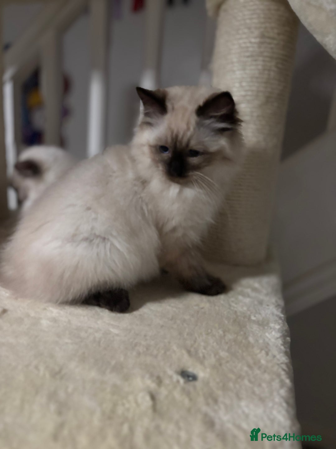 Ragdoll cats for sale: Stunning seal colourpoint boy gccf registered  - Advert 7
