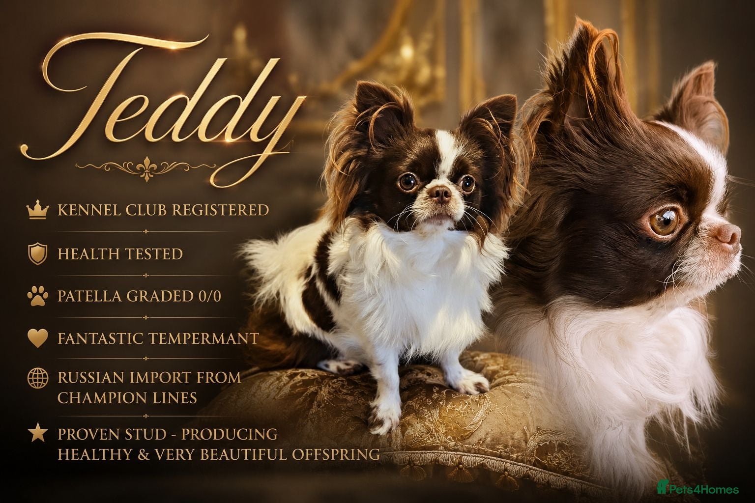 Chihuahua dogs KC reg-Heath Tested-Proven Stud - Advert 1