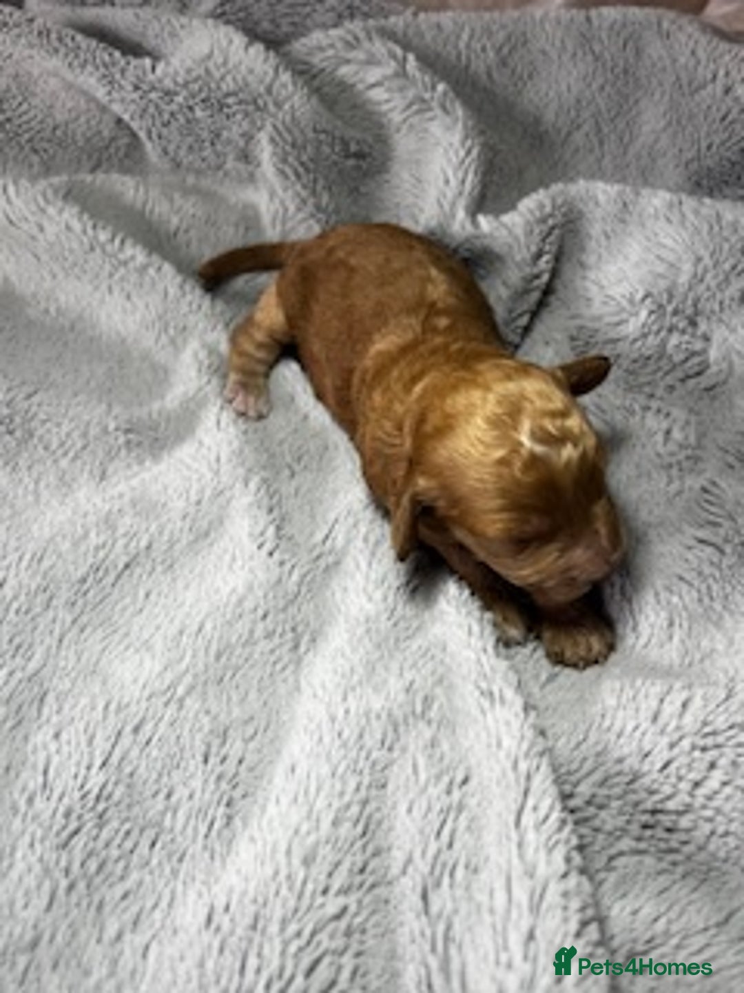 Australian Labradoodle dogs for sale: 6 Gorgeous Australian Labradoodle Puppies - Image 23