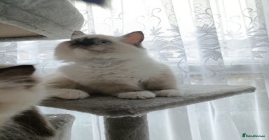 Ragdoll cats - Advert 10