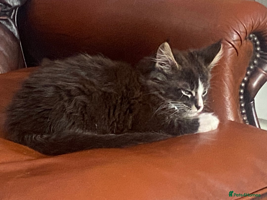 Maine Coon cats for sale: One maincoone boy  - Image 4