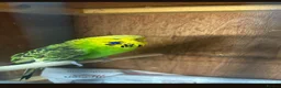Budgerigars birds for sale: Budgies for sale - Advert 2