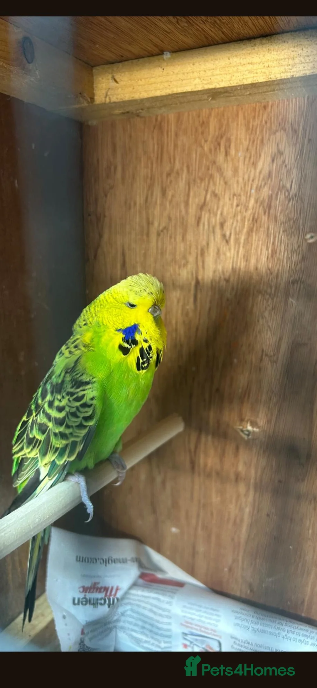Budgerigars birds for sale: Budgies for sale - Advert 2