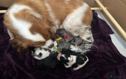 Cavapoo dogs for sale: 2 cavapoos left from a stunning litter - Image 7