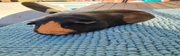 Guinea Pig rodents for sale: Trio of female guinea pigs and one boar - Advert 12