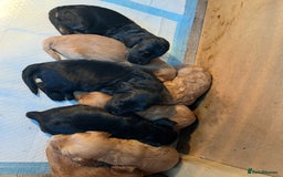 Cockapoo dogs for sale: 8 gorgeous Cockapoos  - Image 15