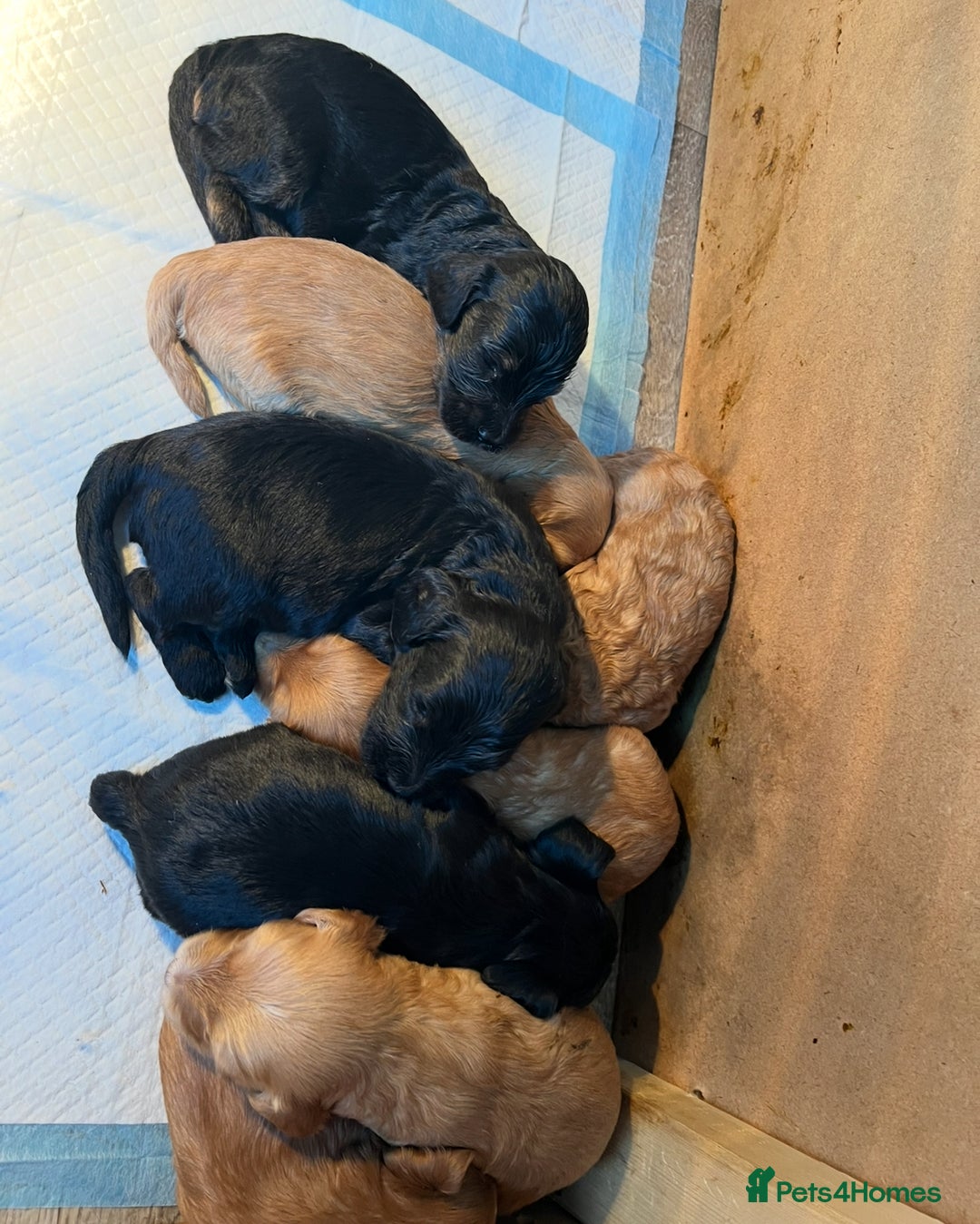 Cockapoo dogs for sale: 8 gorgeous Cockapoos  - Image 15