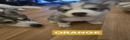 Siberian Husky dogs for sale: A lovely liter of 6 siberian husky pups. - Advert 3
