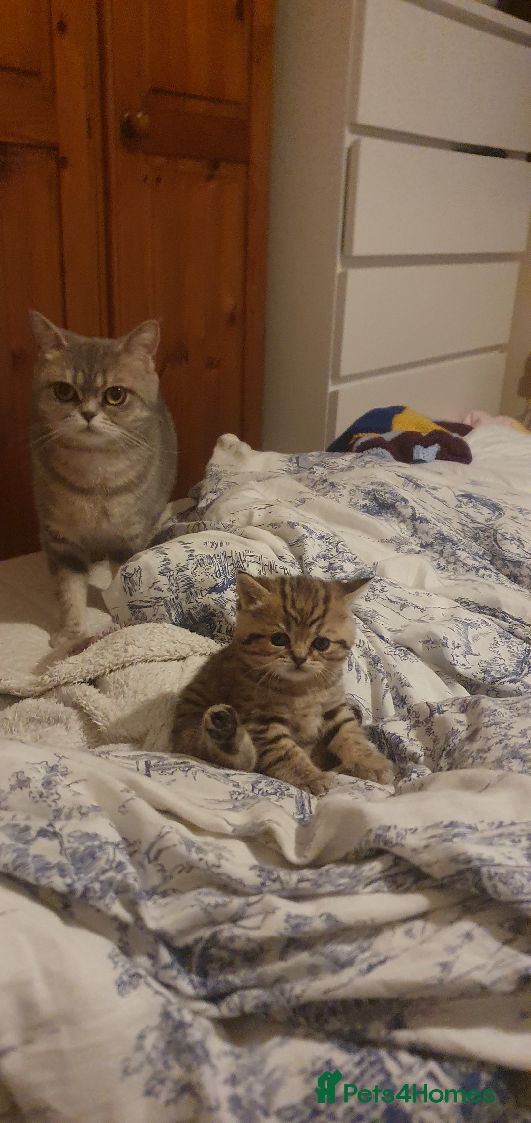 British Shorthair cats for sale: British Shorthair Black Golden Tabby kittens 😸  - Advert 7