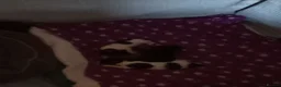 Chihuahua dogs for sale: Four chihuahua puppies for sale  in Shrewsbury - Advert 2