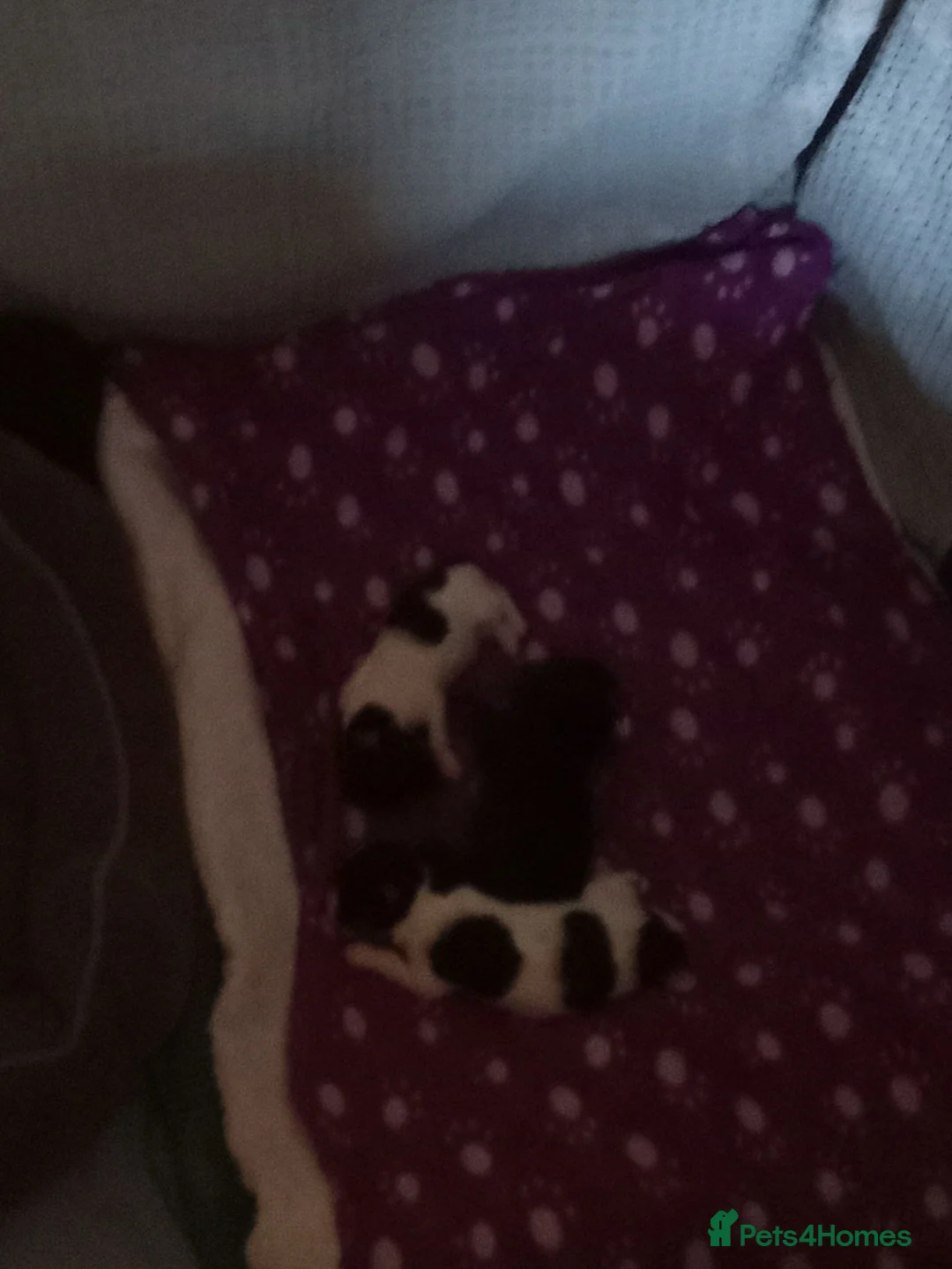 Chihuahua dogs for sale: Four chihuahua puppies for sale  in Shrewsbury - Advert 2